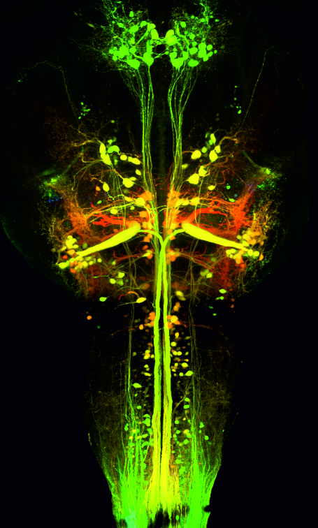 Brainstem neurons controlling the spinal networks that control locomotion.