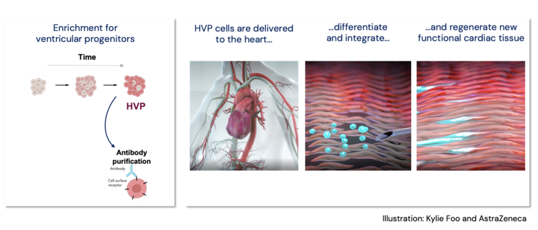 Illustration of HVP cells delivered to the heart.