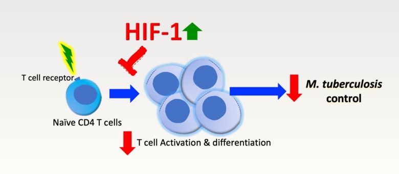 An illustration over T cell activiation and differentation