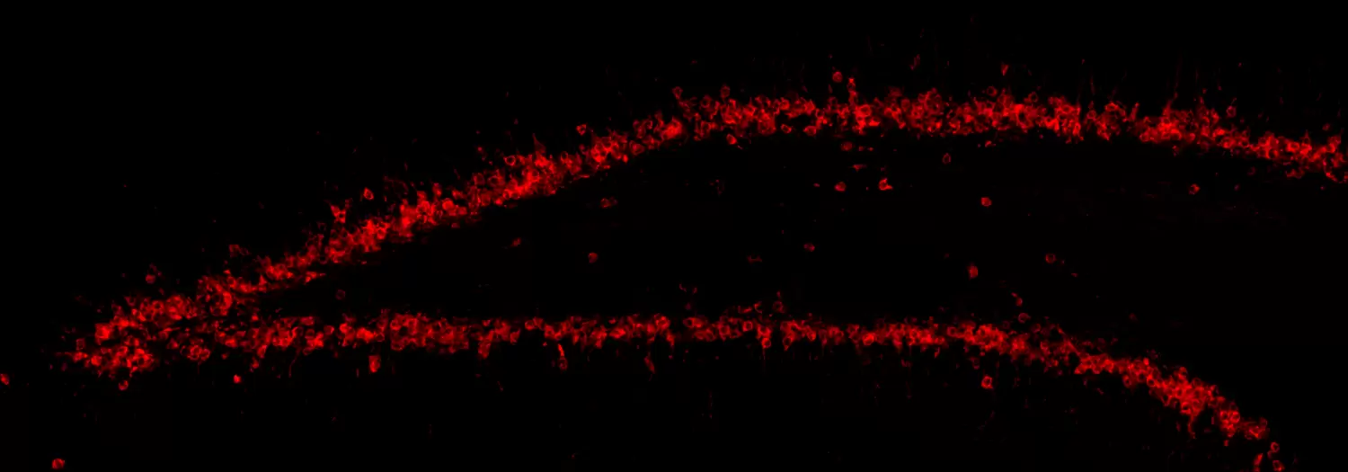 The image shows two trajectories in red, which seems to separate (from left to right).