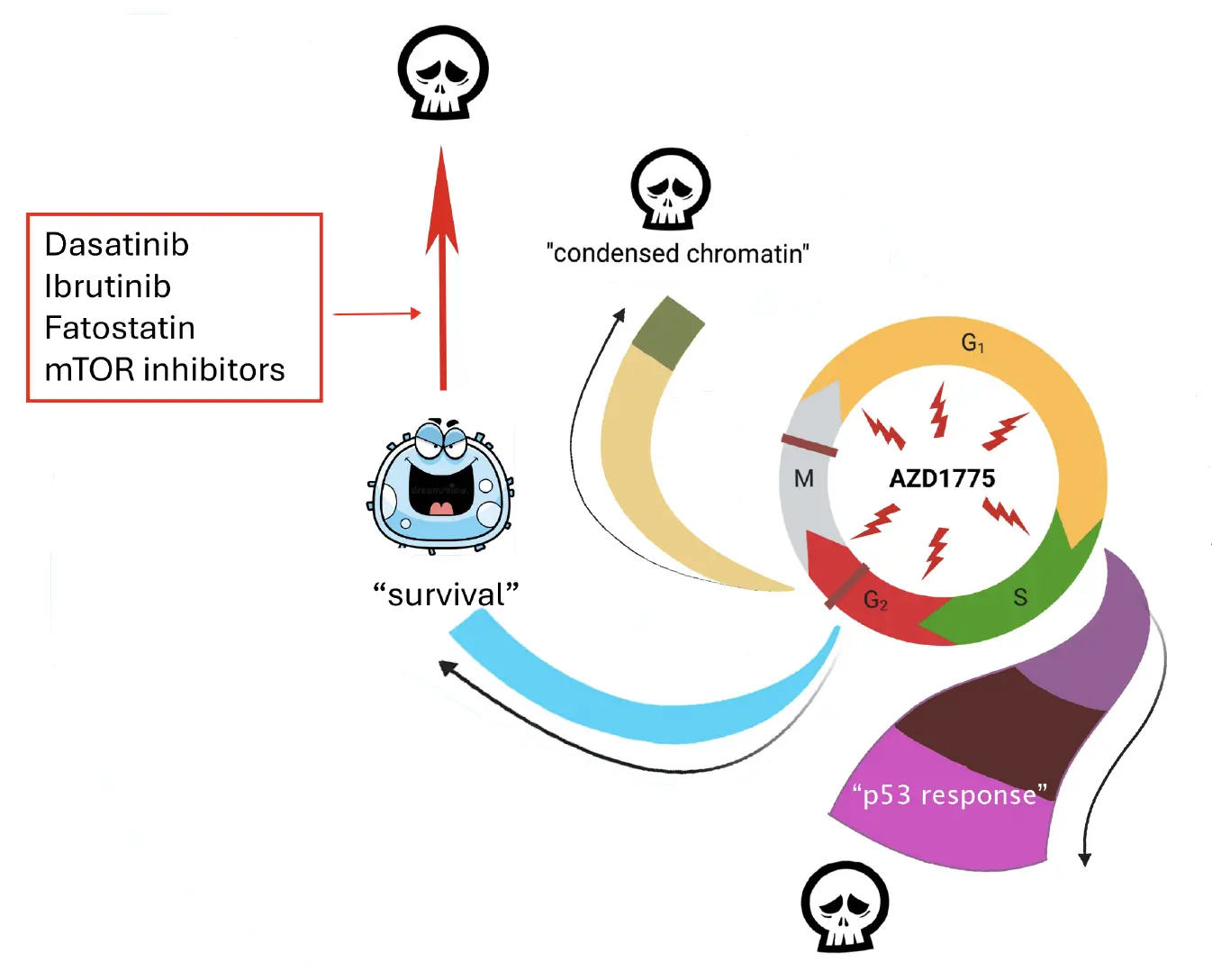 The image features a diagram that illustrates the impact of various inhibitors on the cell cycle.