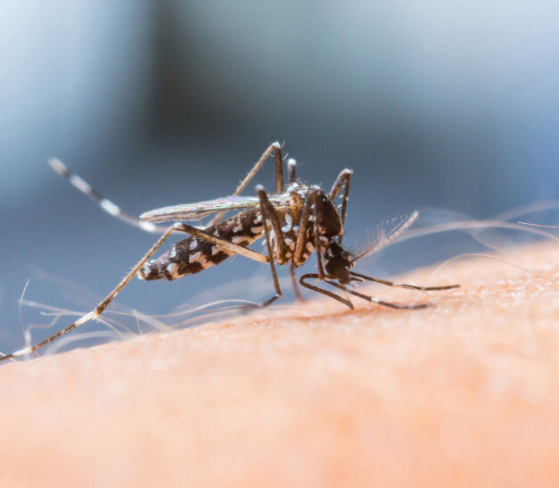 Research: Repeated Malaria Treatment Reduces Effectiveness