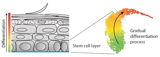 Stem Cells and Differentiation: the Core of your Body's 24/7/365  Regeneration Process, by Sam Kneller, The Explanation