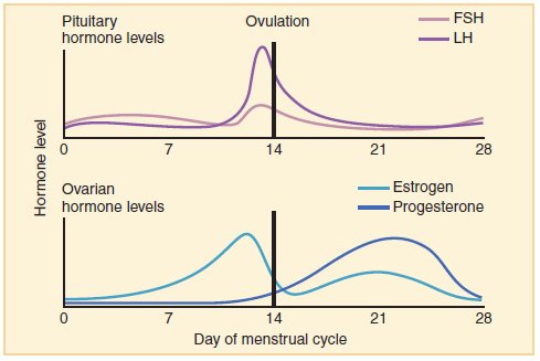 Fluctuating level of sex hormones during menstrual cycle. Source: Wikipedia