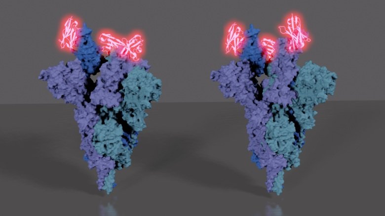 Cryo-EM reconstruction of SARS-CoV-2 spike protein in two conformations bound to Sybody 23. The synthetic antibody blocks the spike protein binding to the cellular receptor ACE2 and thereby hinders infection. Image by Hrishikesh Das