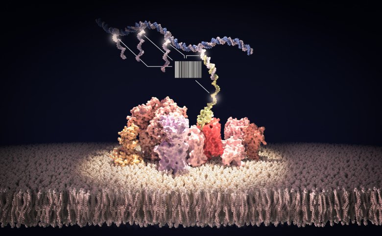 Illustration of how DNA-analysis is used on cell membranes.