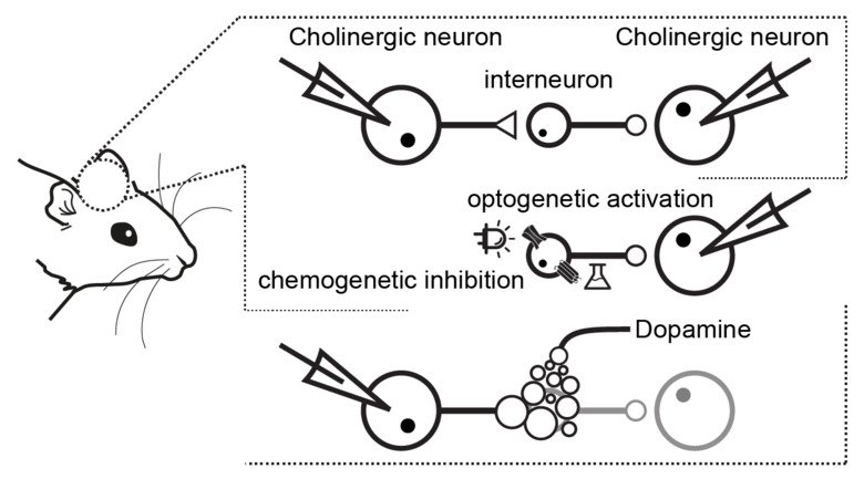 Figure illustrating Cholinergic neurons in the striatum inhibit each other via TH-interneurons. Dorst and colleagues used patch-clamp recordings, optogenetics, and chemogenetics, to study the pathway and its regulation by dopamine.