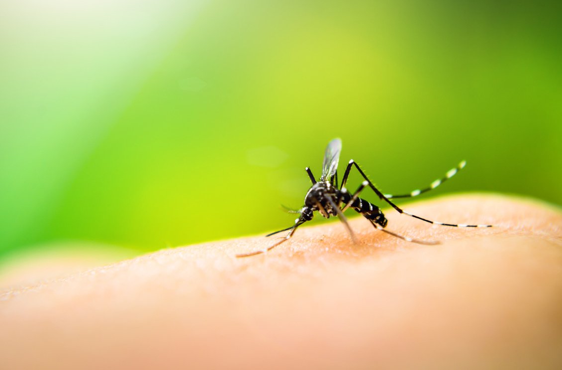 Dengue mosquito