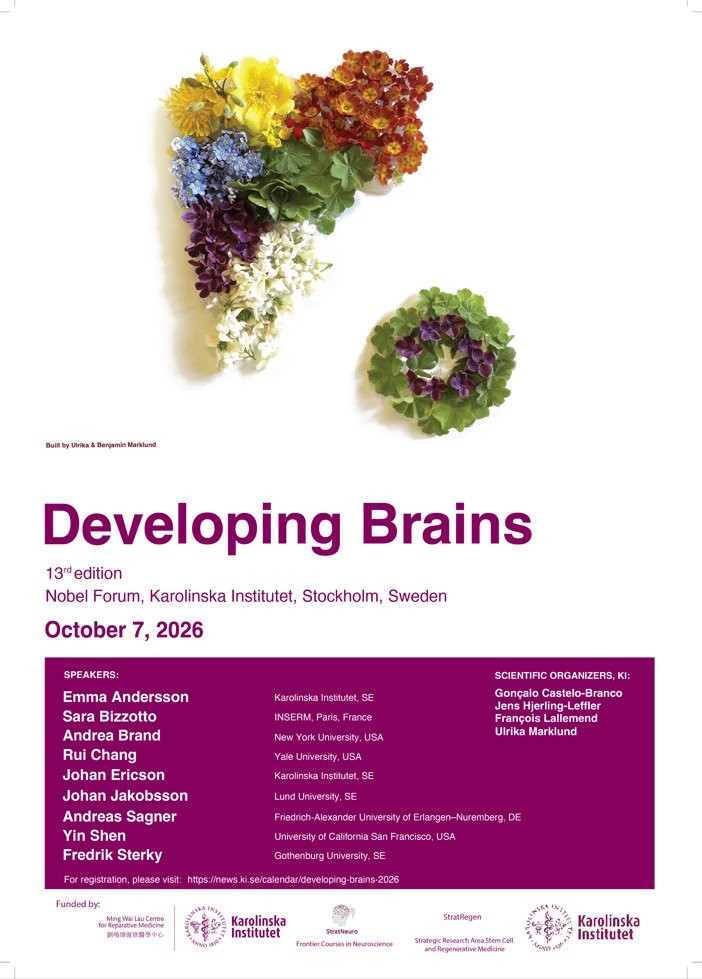 Developing Brains 2026