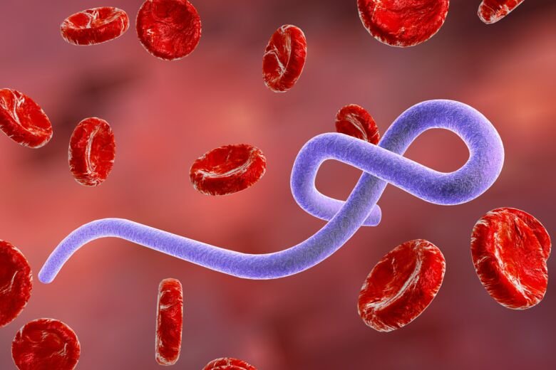 Ilustration of Ebola virus.
