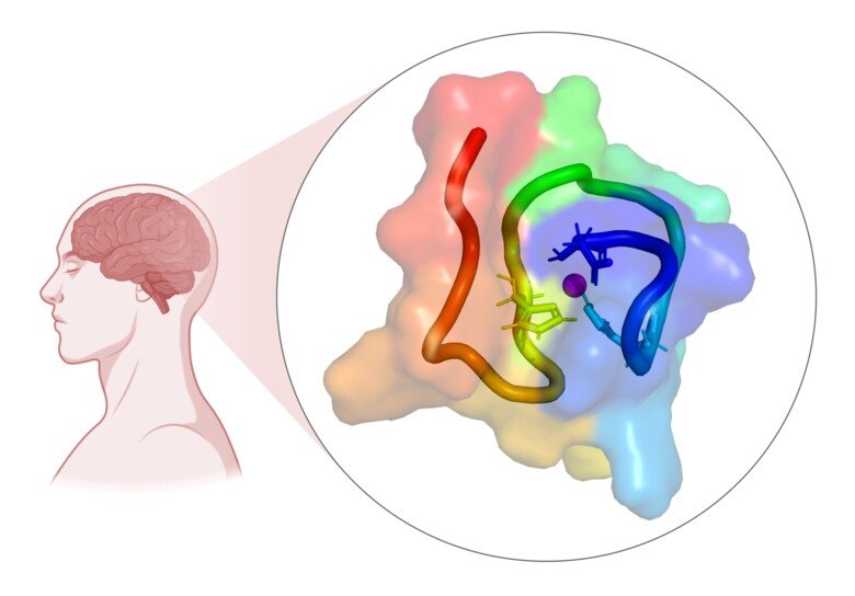 Graphic illustration of a person's brain, zooming in on colourful illustration of the effect in the brain