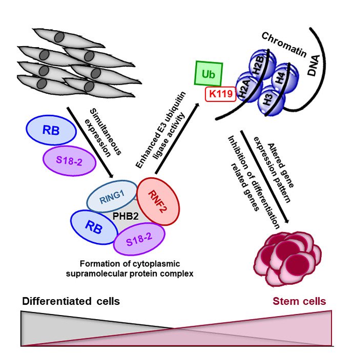 Schematic representation of the molecular mechanisms underlying cellular stemness.