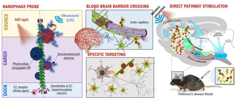 Illustration showing schematics of the leading innovation strategies proposed in the NEUROPHAGE project: a phage-based nano-technological platform for precise targeting and activation of neurons in the basal ganglia.