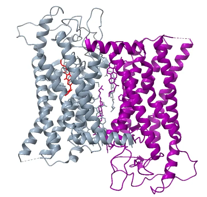 Illustration of a G‑protein–coupled receptor (GPCR)