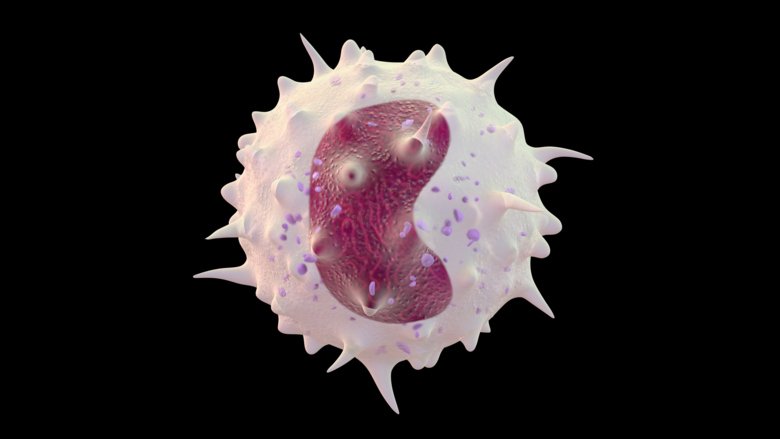 Computer generated 3D illustration of monocyte.