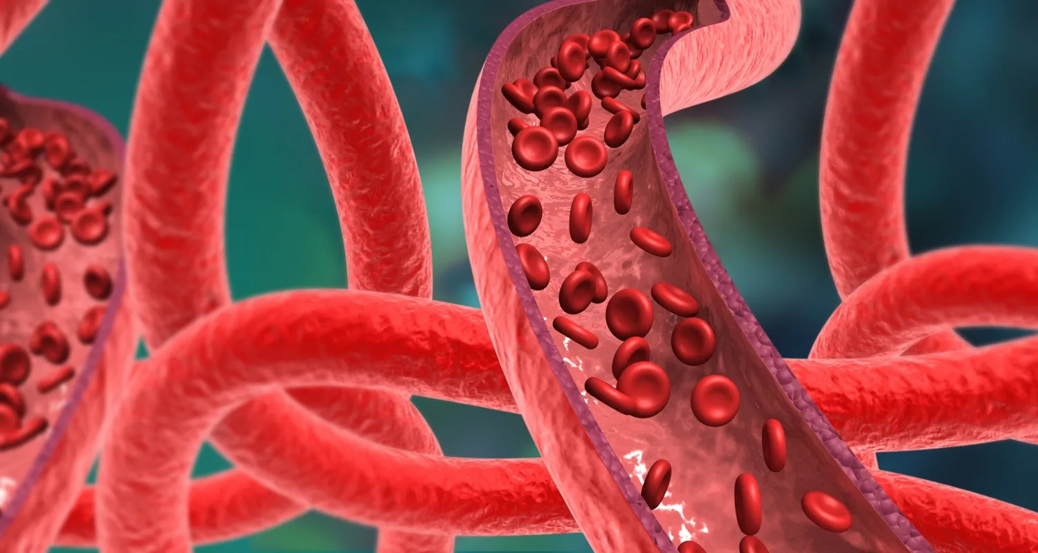 A 3D illustration showing arteries extending like tentacles, two of which are shown in cross-section, with red blood cells flowing through them.