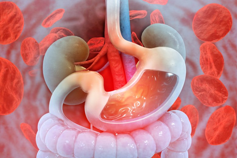 Illustration of human digestive system