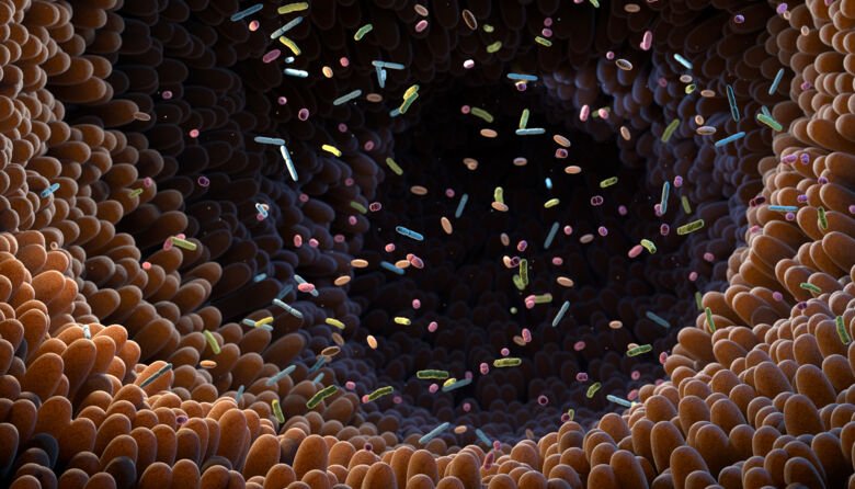 3d illustration of gut microbiome and bacteria.