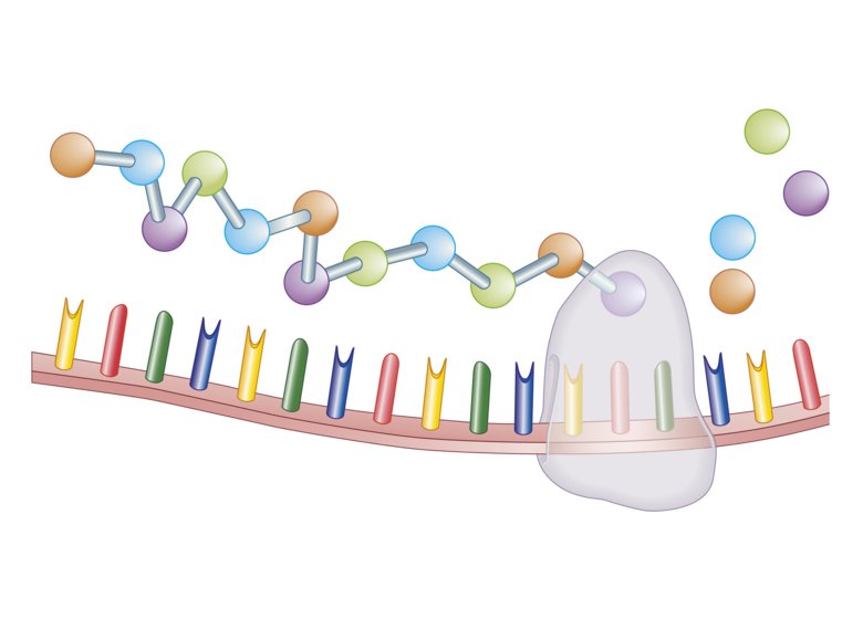 Illustrated cross section of protein synthesis and ribosome.