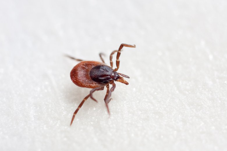 Hyalomma tick