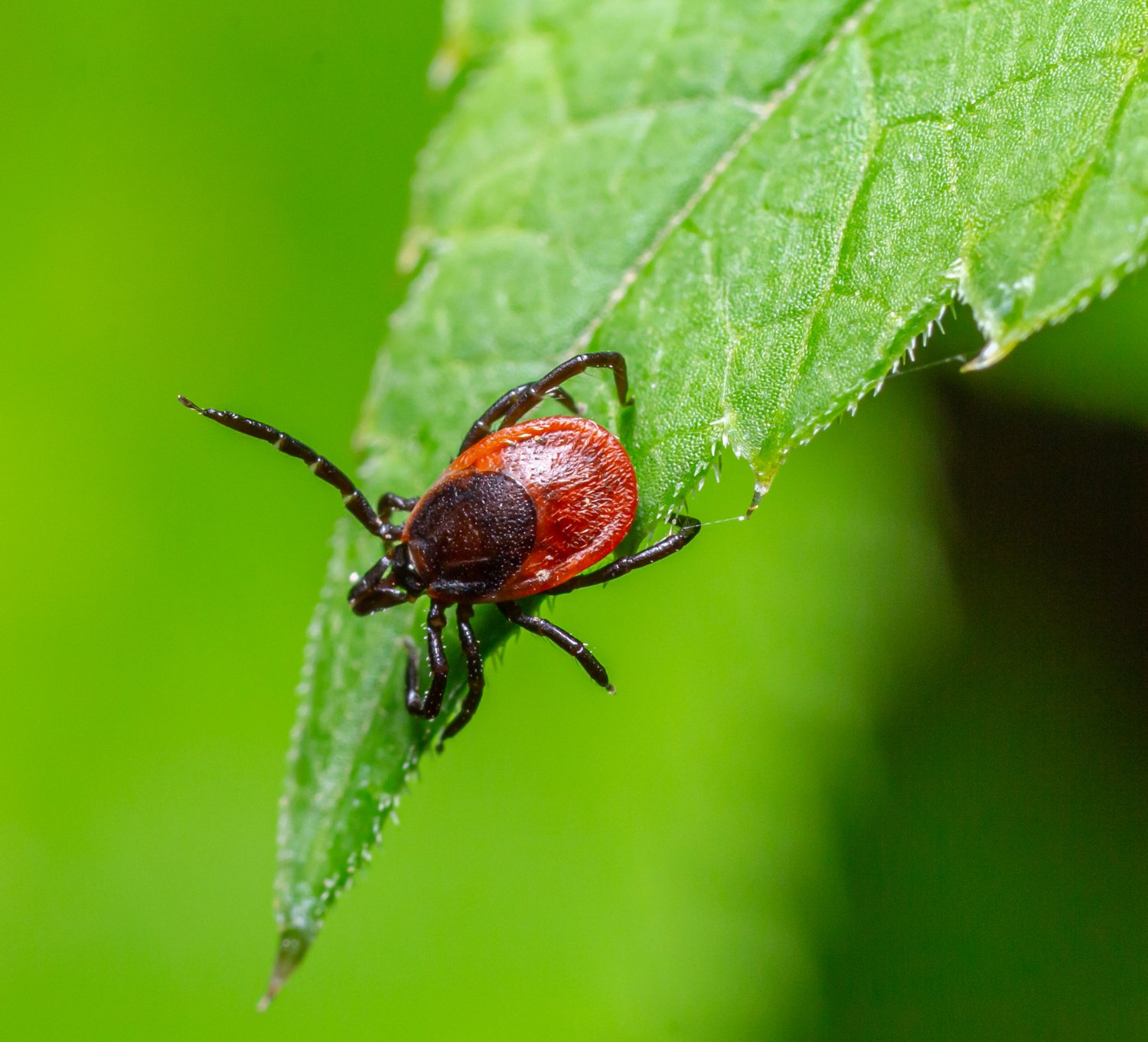 Tick