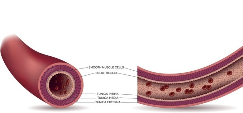 Illustration of a healthy artery with its different layers, including endothelial cells on the inside of the vessel wall. Illustration: Getty Images