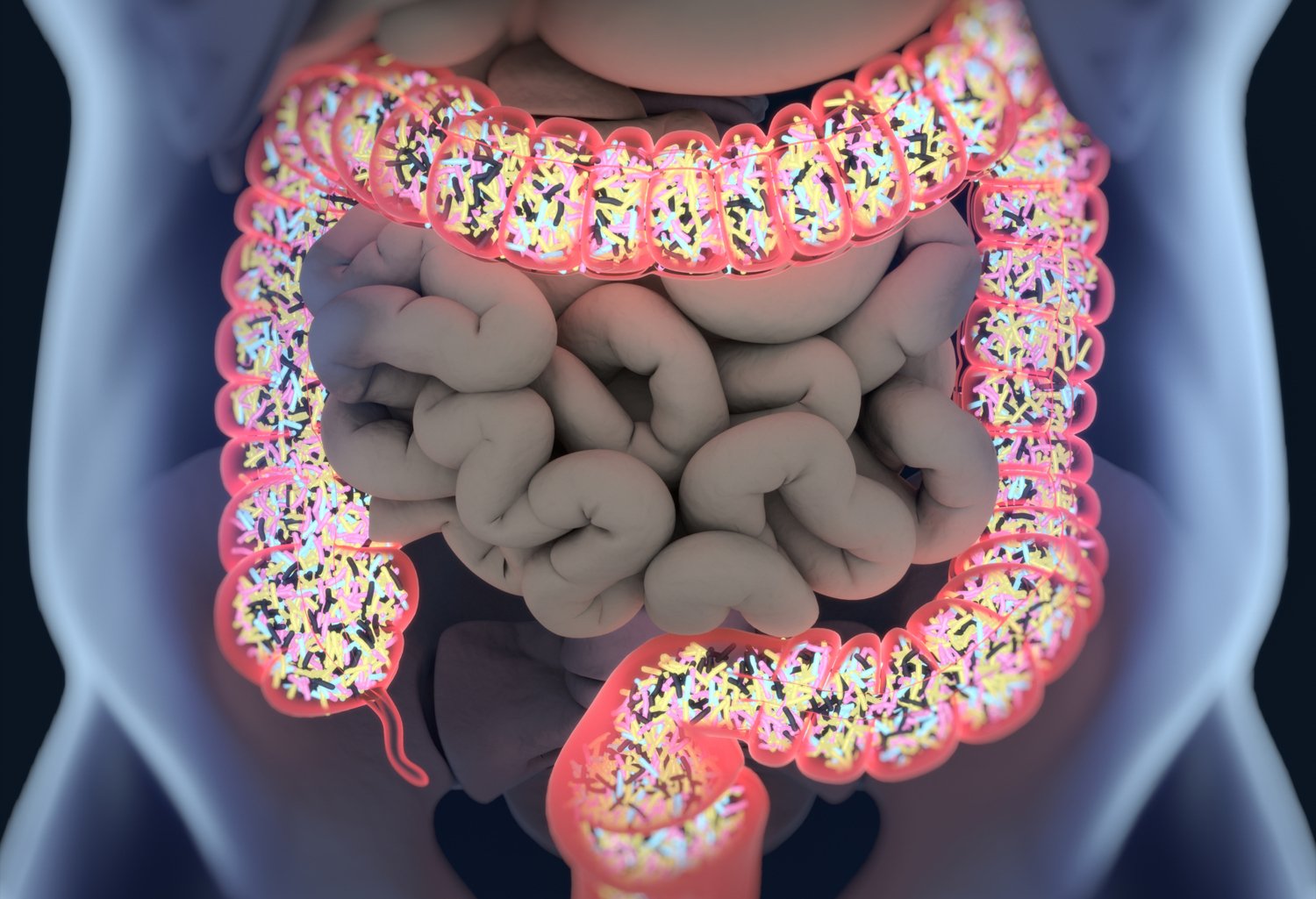 3D illustration of bacteria inside the large intestine.