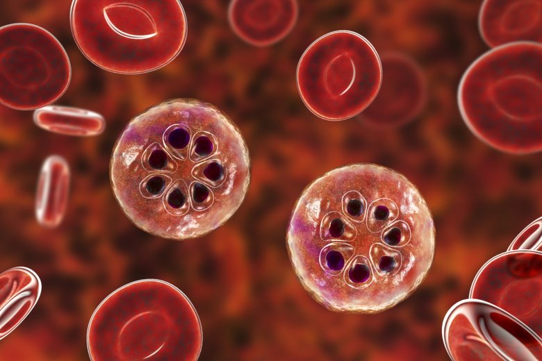 Malaria infected red blood cells.