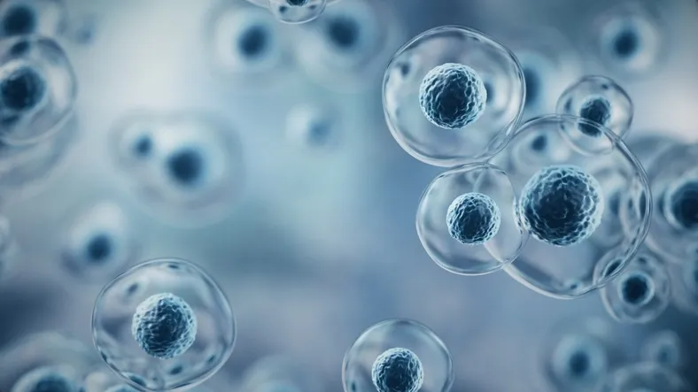 Illustration of stem cells