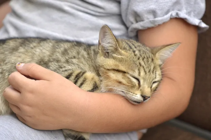 Cat sleeping on owner's arm