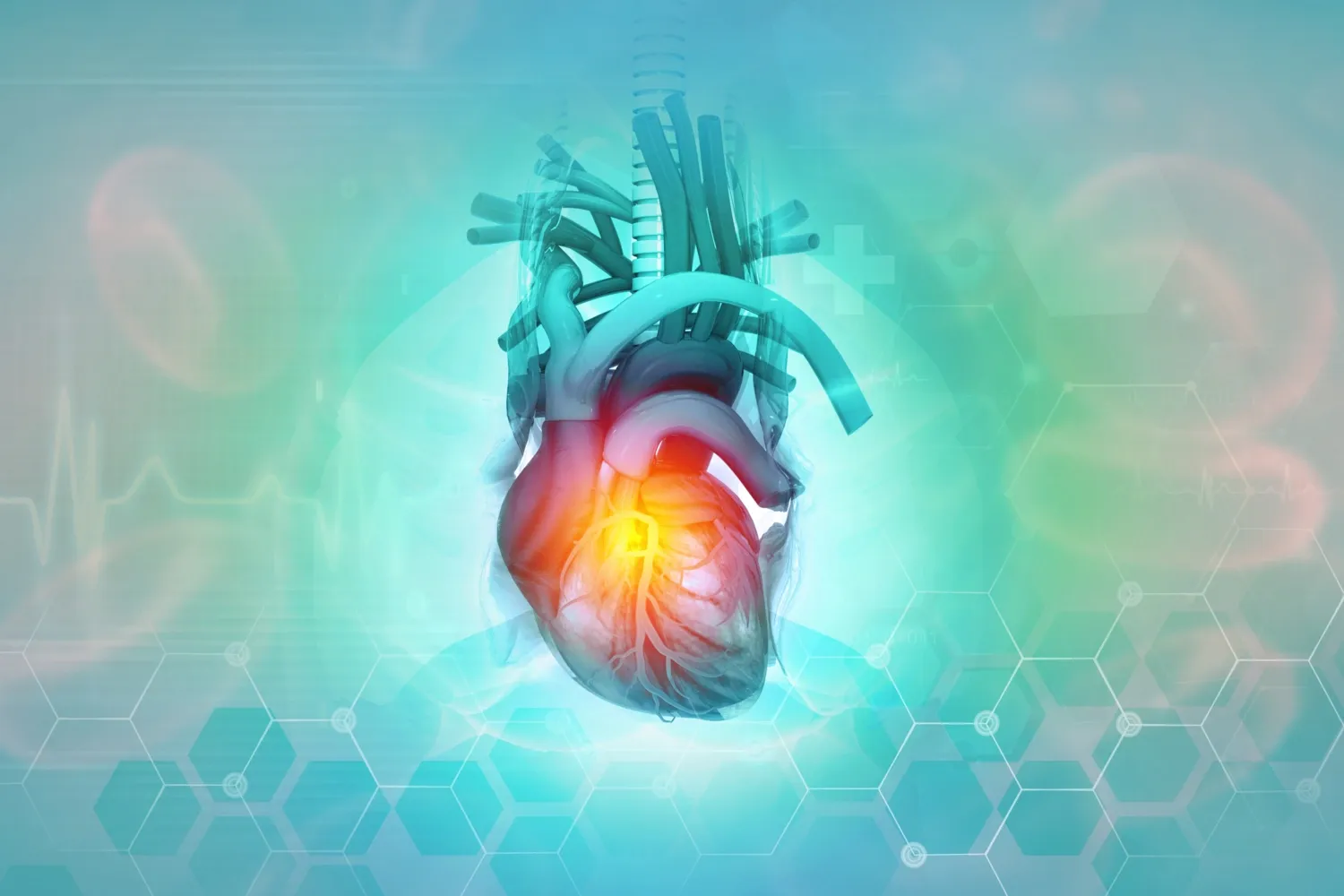 Anatomy of human heart. Cardio puls line. Structure and function of the heart. 3d illustration - Bildbanksfoto