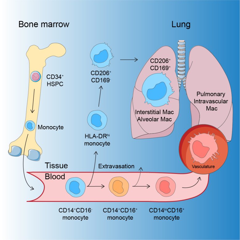 The development of human macrophages.