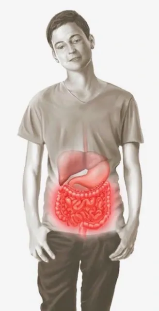 Illustration by Marek Skupiniski showing the position of the stomach and gut