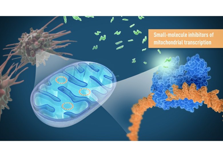Illustration showing how the small-molecule inhibitors target the expression of mitochondrial DNA and cause a cellular energy crisis in cancer cells to stop their growth.