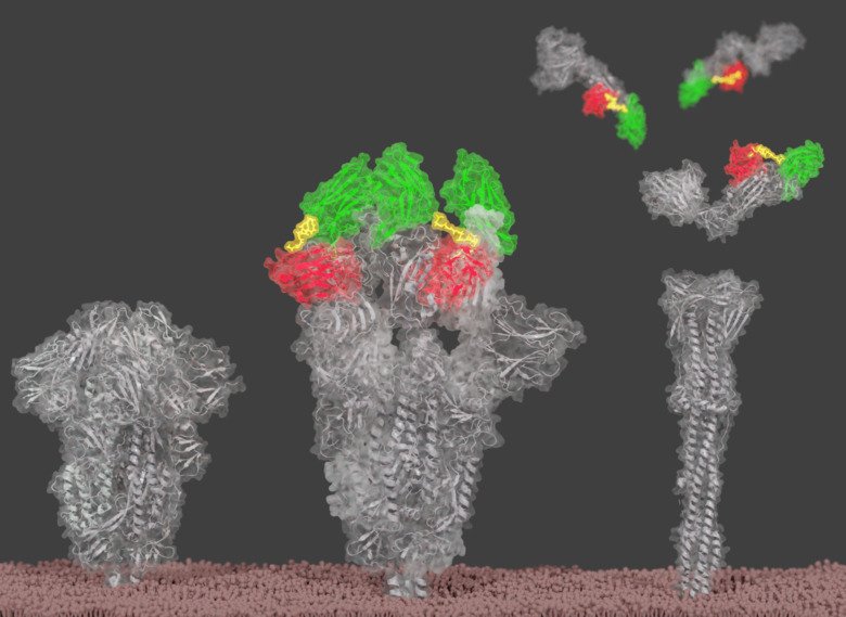 Cryo-EM reconstruction of nanobodies that bind to two different places on the spike protein of SARS-CoV-2.