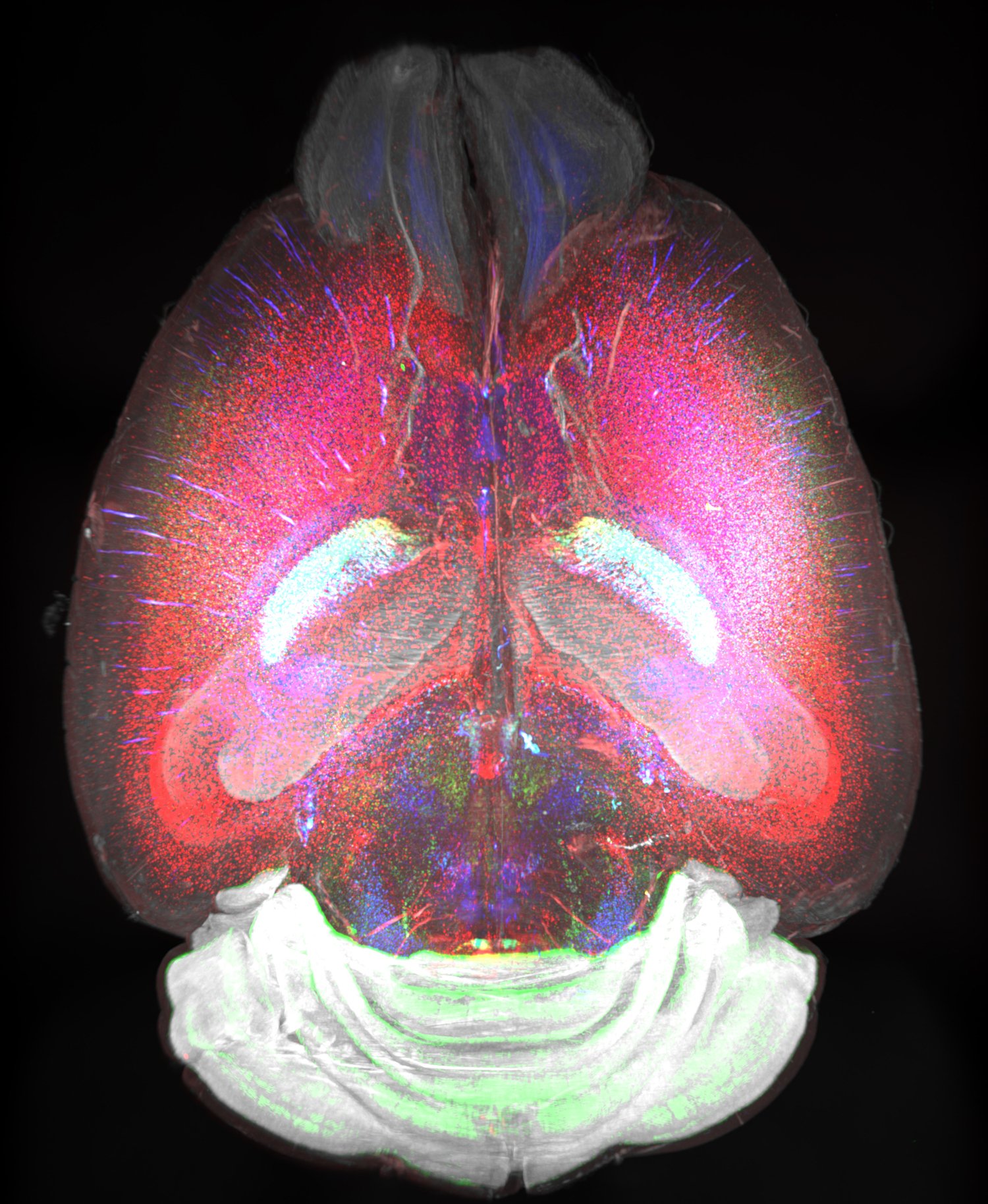 Three-dimensional visualisation of an intact brain from an eight-week-old mouse, imaged using the TRISCO method. The RNA molecules for somatostatin (Sst mRNA, red), parvalbumin (Pvalb mRNA, green) and glutamate decarboxylase 1 (Gad1 mRNA, blue) have been