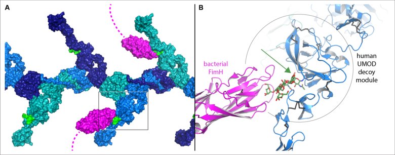 illustartion of protein, bacteria in blue, green, pink