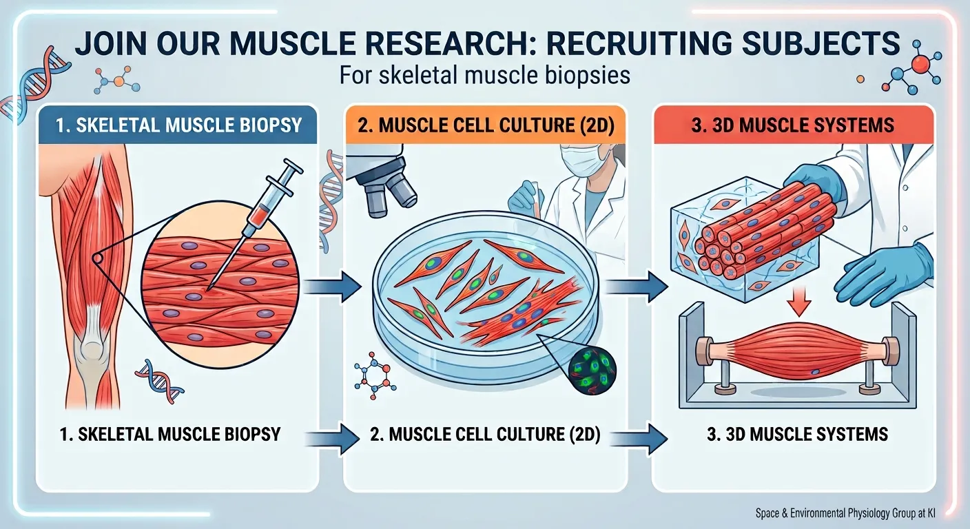 A graphic illustration showing how a muscle biopsy is performed on a test subject.
