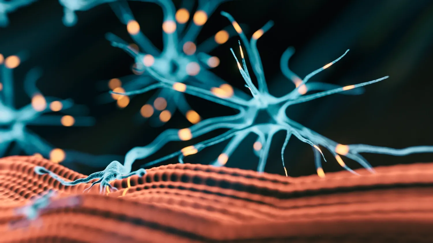Genre image of 3d rendered image shown neuromuscular junction, where nerve end splits into several neural end plates on different muscle cells.