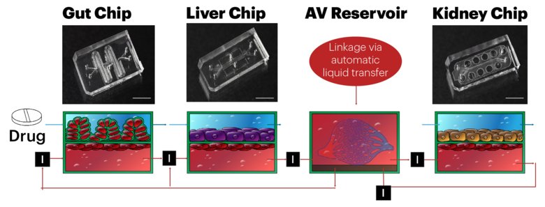 Illustration of gut chip, liver chip and kidney chip.