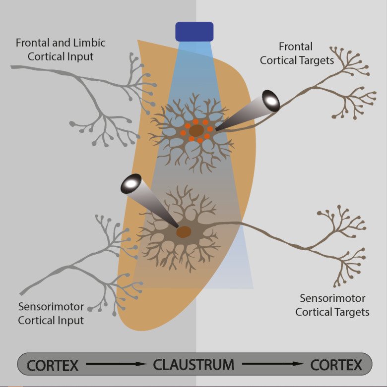 illustration of organisation of the claustrum