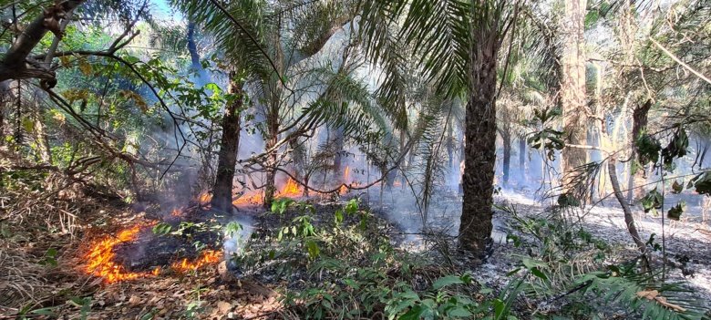 Fire outbreaks in Brazil