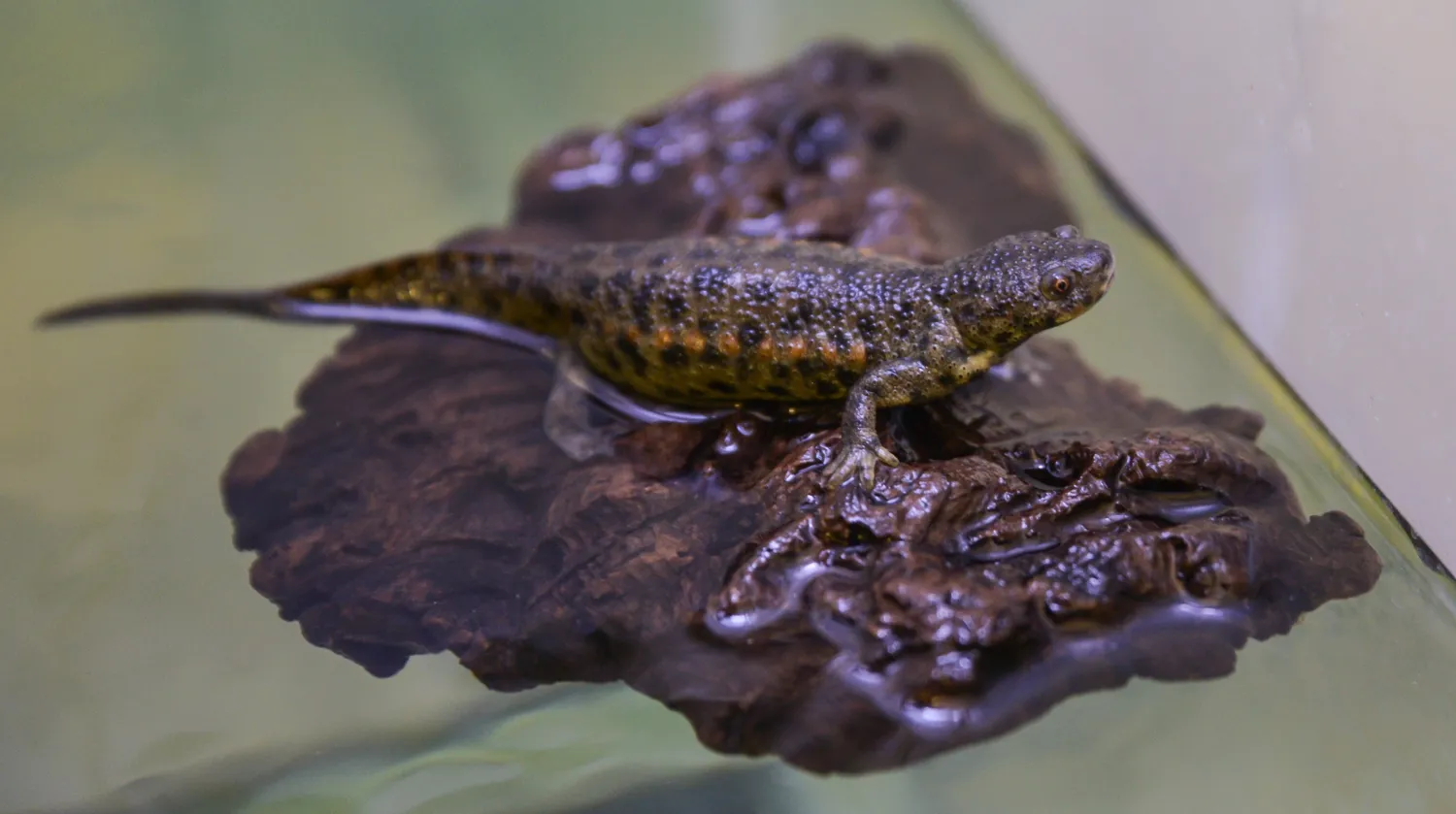 A iberian ribbed newt in the water on a pieace of wood.