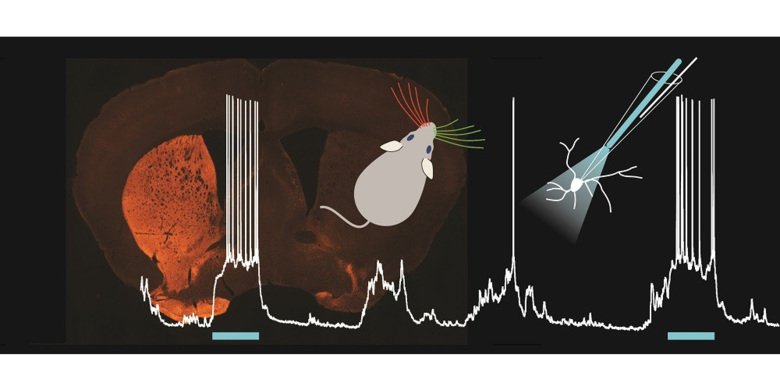 Mouse and identification of neural circuits and mechanisms behind this loss of sensory perception