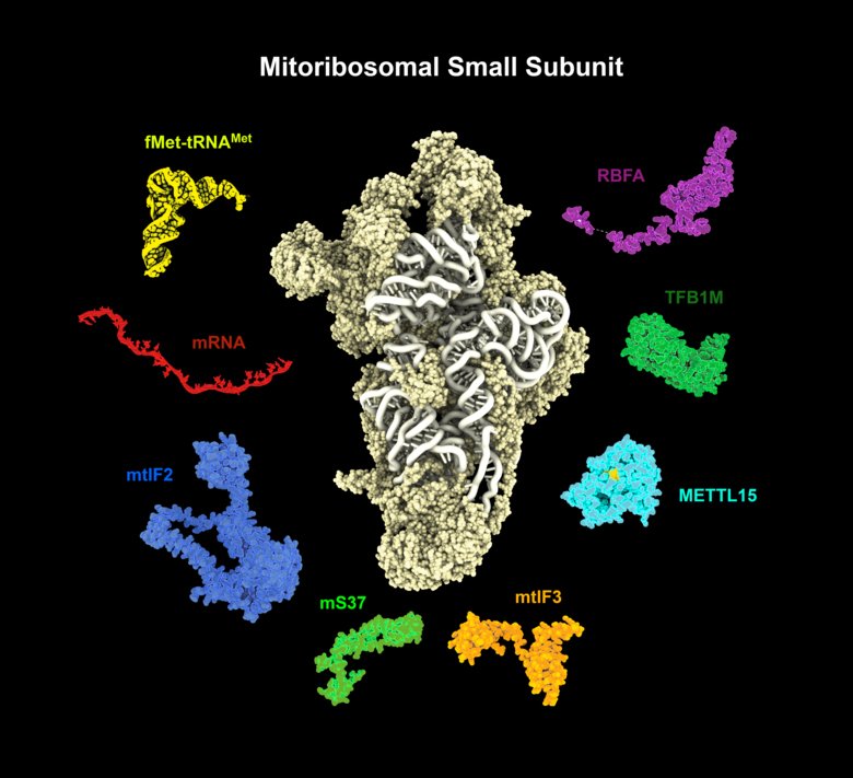 Illustration of a mitoribosomal small subunit