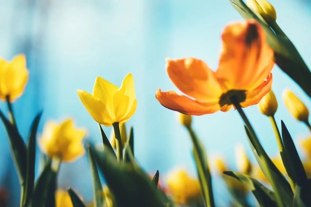 Spring flowers