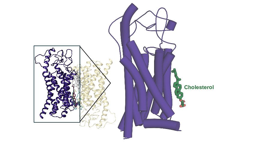 High-resolution cryo-EM structure of FZD7 reveals a functional cholesterol important in transmitting signals into the cell.