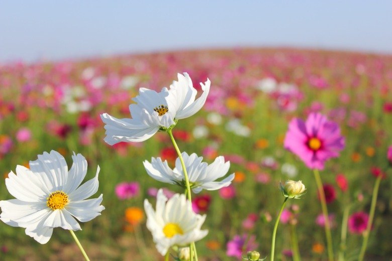 Green meadow with summer flowers in white, read, pink and yellow.
