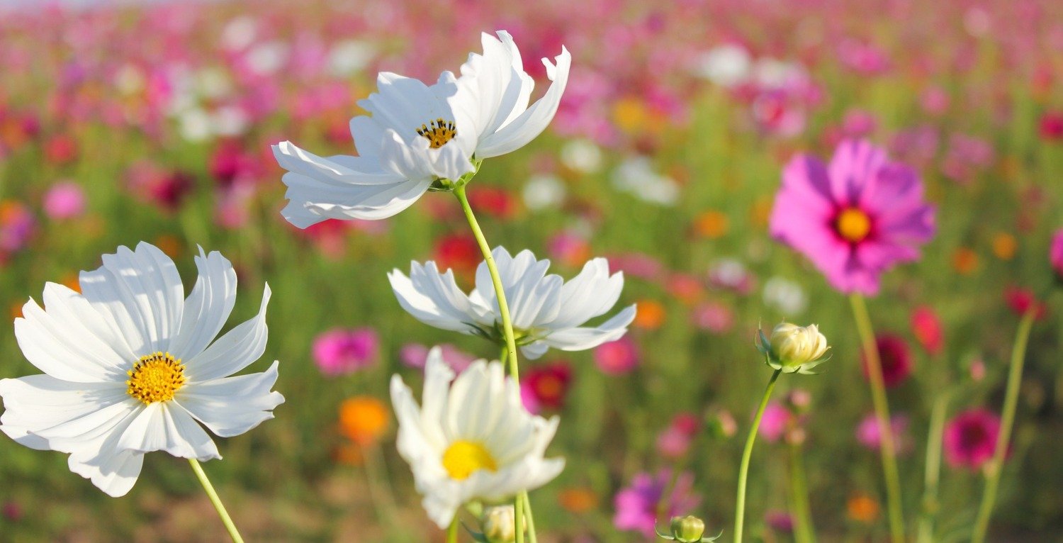 Green meadow with summer flowers in white, read, pink and yellow.