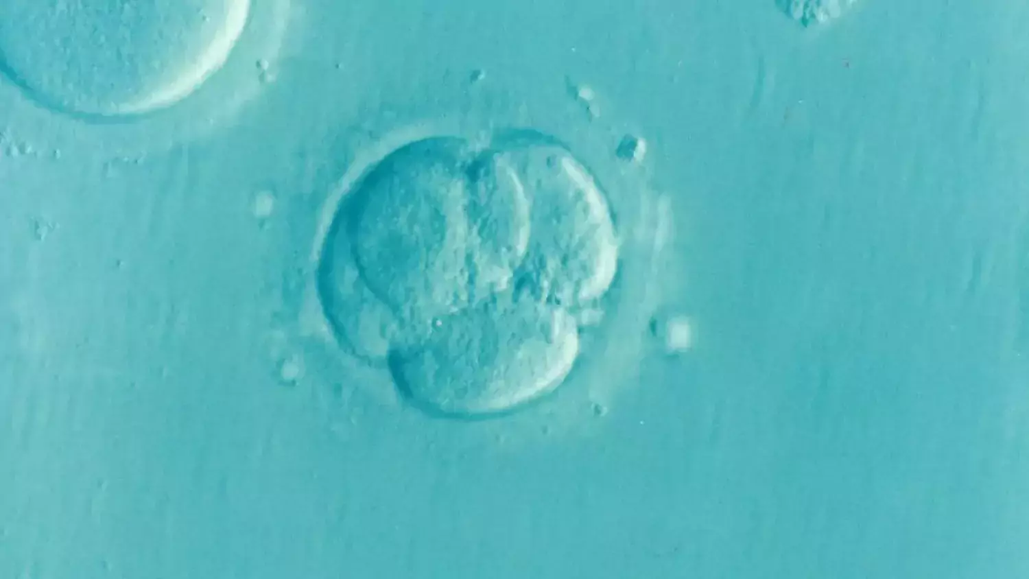 Genre image illustrating fertility/infertility